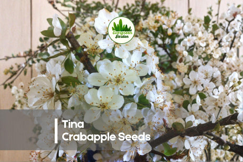 25+ Tina Crabapple Seeds - Compact Ornamental Tree with White Blossoms & Red Fruit, Malus sargentii 'Tina' for Gardens & Landscapes