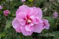 Lucy Rose of Sharon Bare Root Plant – Hibiscus syriacus 'Lucy' Pink-Red Double Blooms, Flowering Shrub