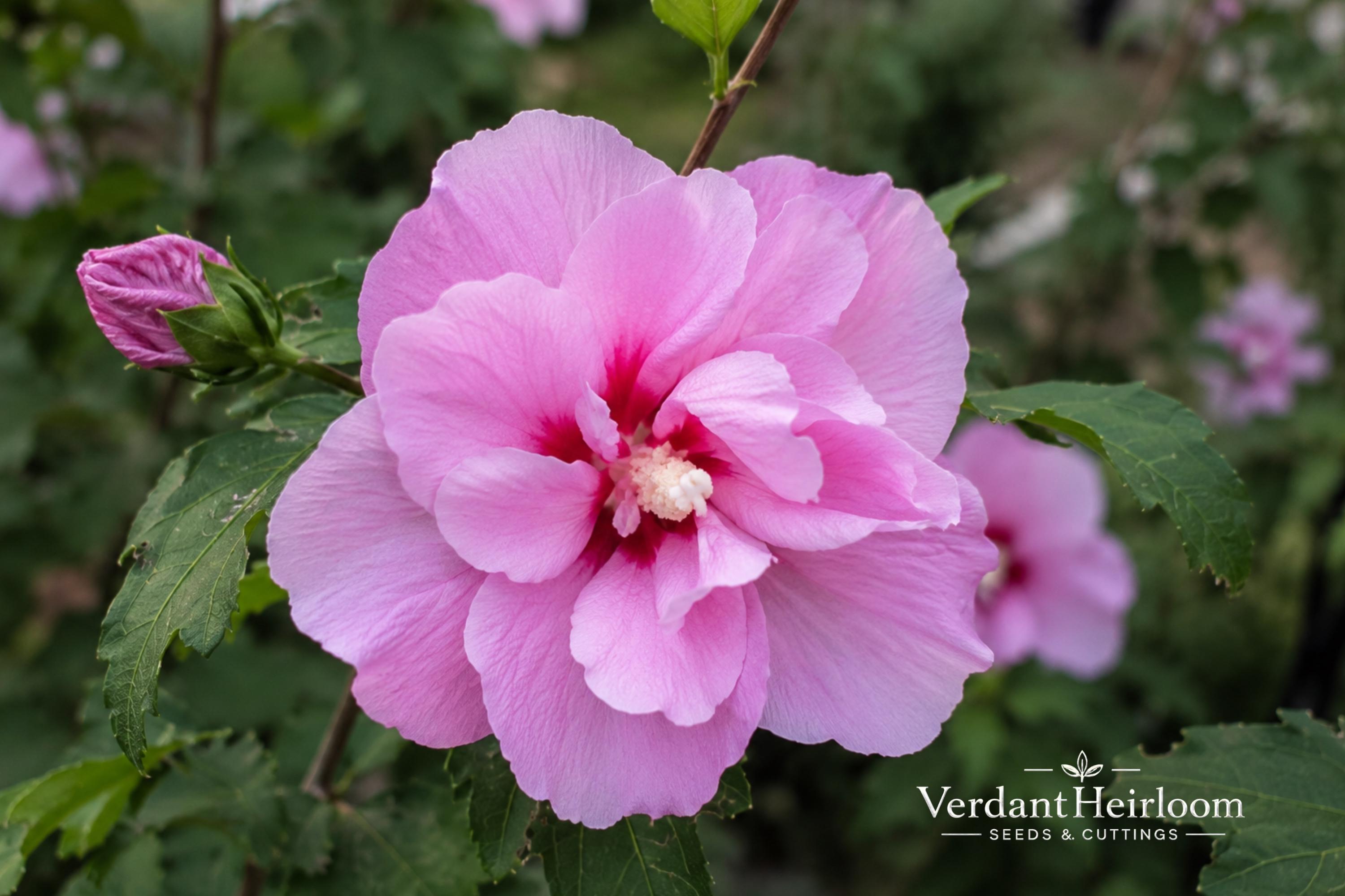 Lucy Rose of Sharon Bare Root Plant – Hibiscus syriacus 'Lucy' Pink-Red Double Blooms, Flowering Shrub