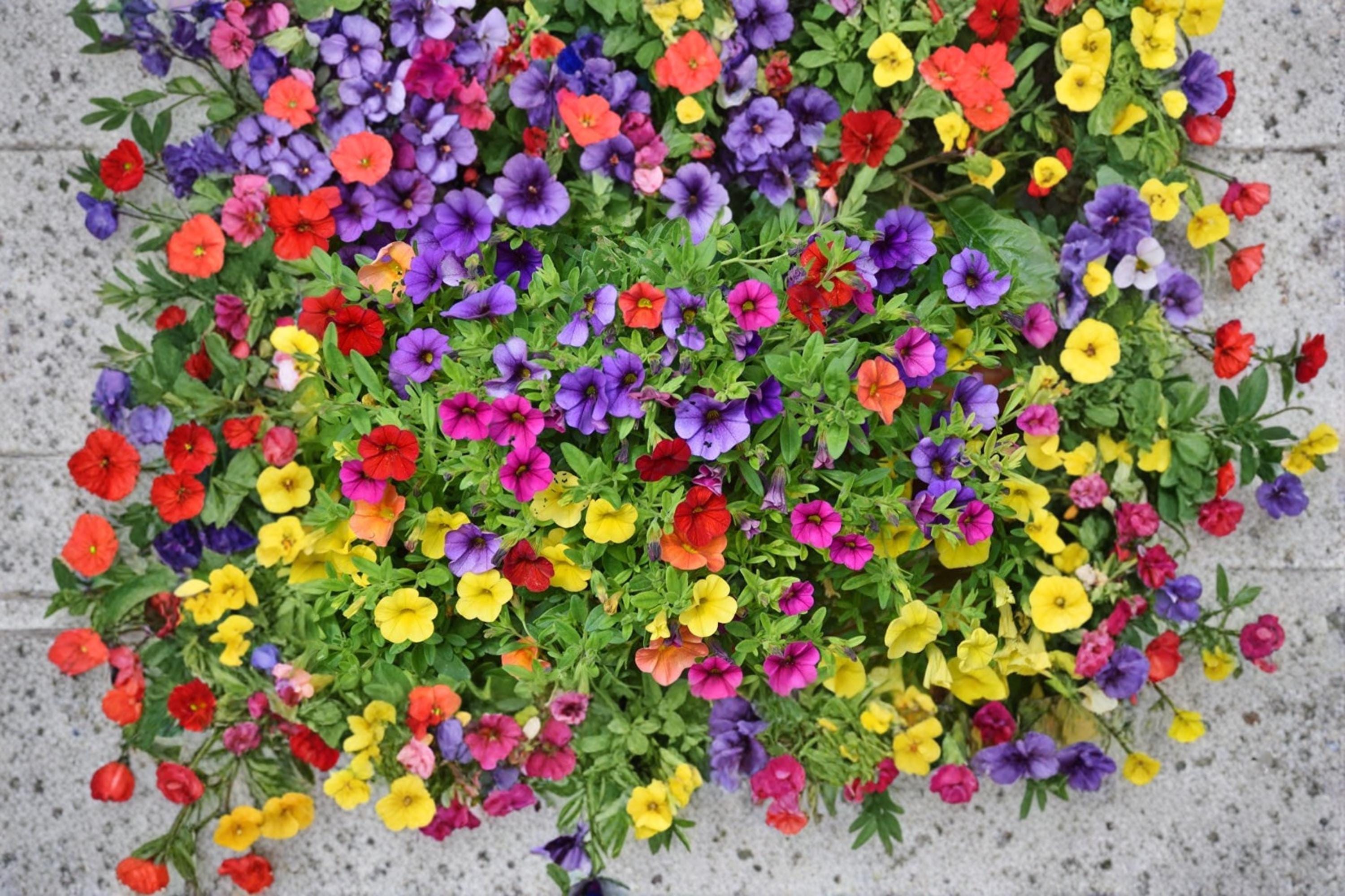 Petunia Seeds 200+ Mixed Color – Petunia × atkinsiana, Annual Flower for Garden Beds, Containers & Hanging Baskets