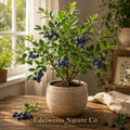 Legacy Blueberry Starter Plant | Vaccinium corymbosum | Edible Berry Bush for Garden & Containers