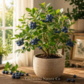 Windsor Blueberry Starter Plant | Vaccinium corymbosum Edible Berry Bush | Live Fruit Plant for Garden & Container