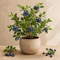 Springhigh Blueberry Vaccinium corymbosum Live Starter Plant – Edible Berry Bush for Garden & Containers