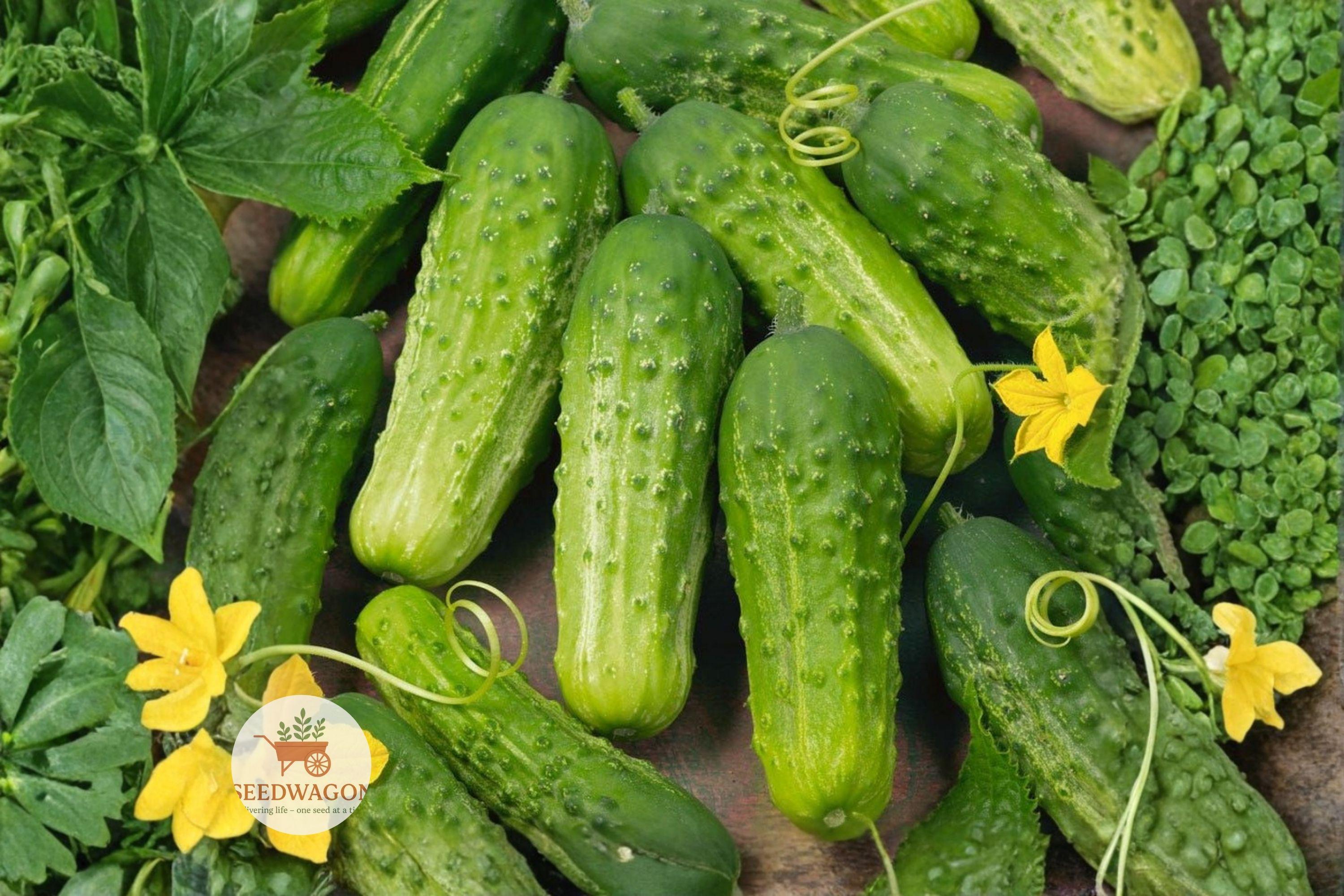 Boston Pickling Cucumber Seeds – Heirloom Non-GMO, Crisp, Flavorful, 25 Seeds, Cucumis sativus, Perfect for Pickling & Fresh Eating