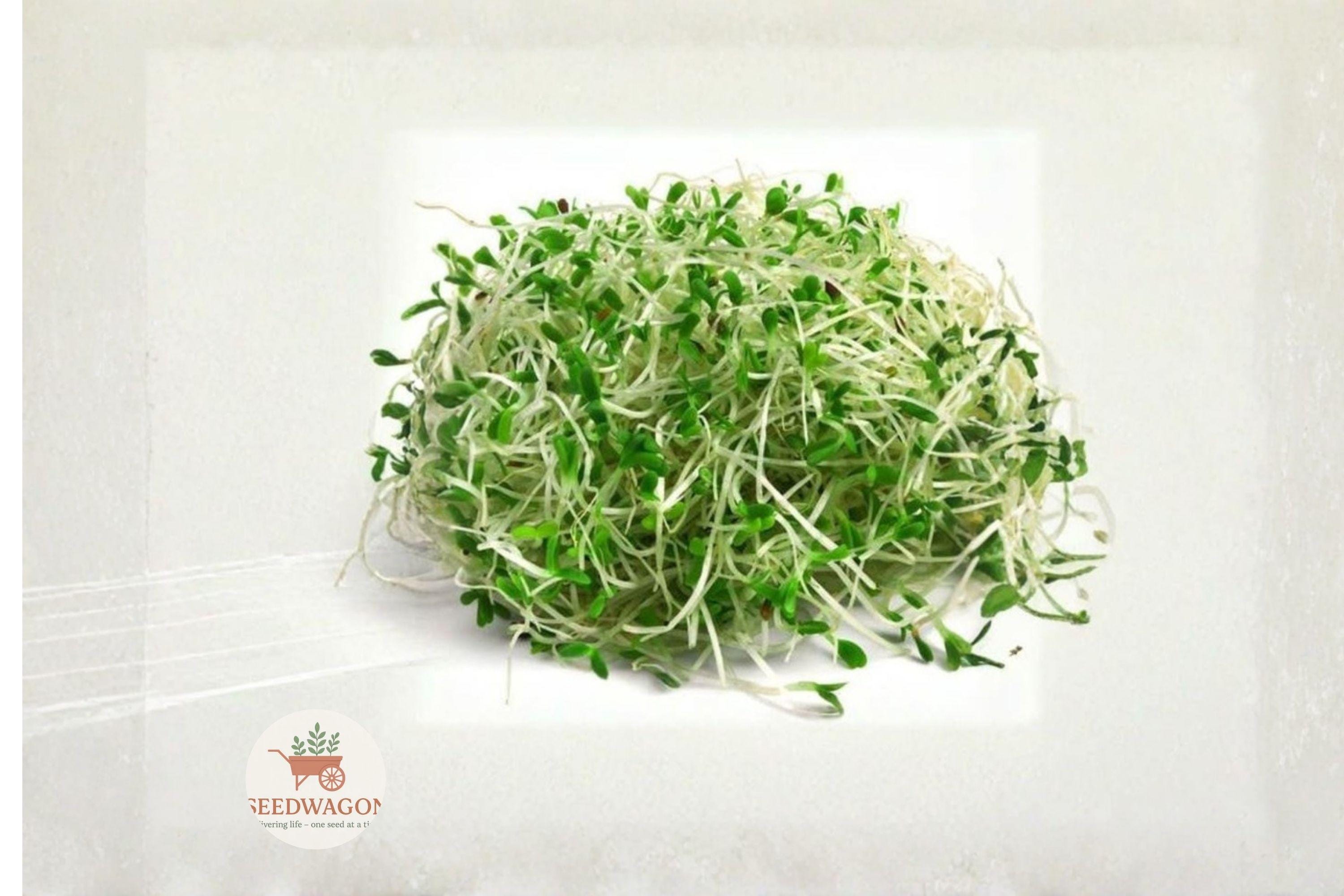 Alfalfa Sprout Seeds – Heirloom Non-GMO, 1000 Seeds for Indoor Sprouting, Microgreens, Salads & Sandwiches