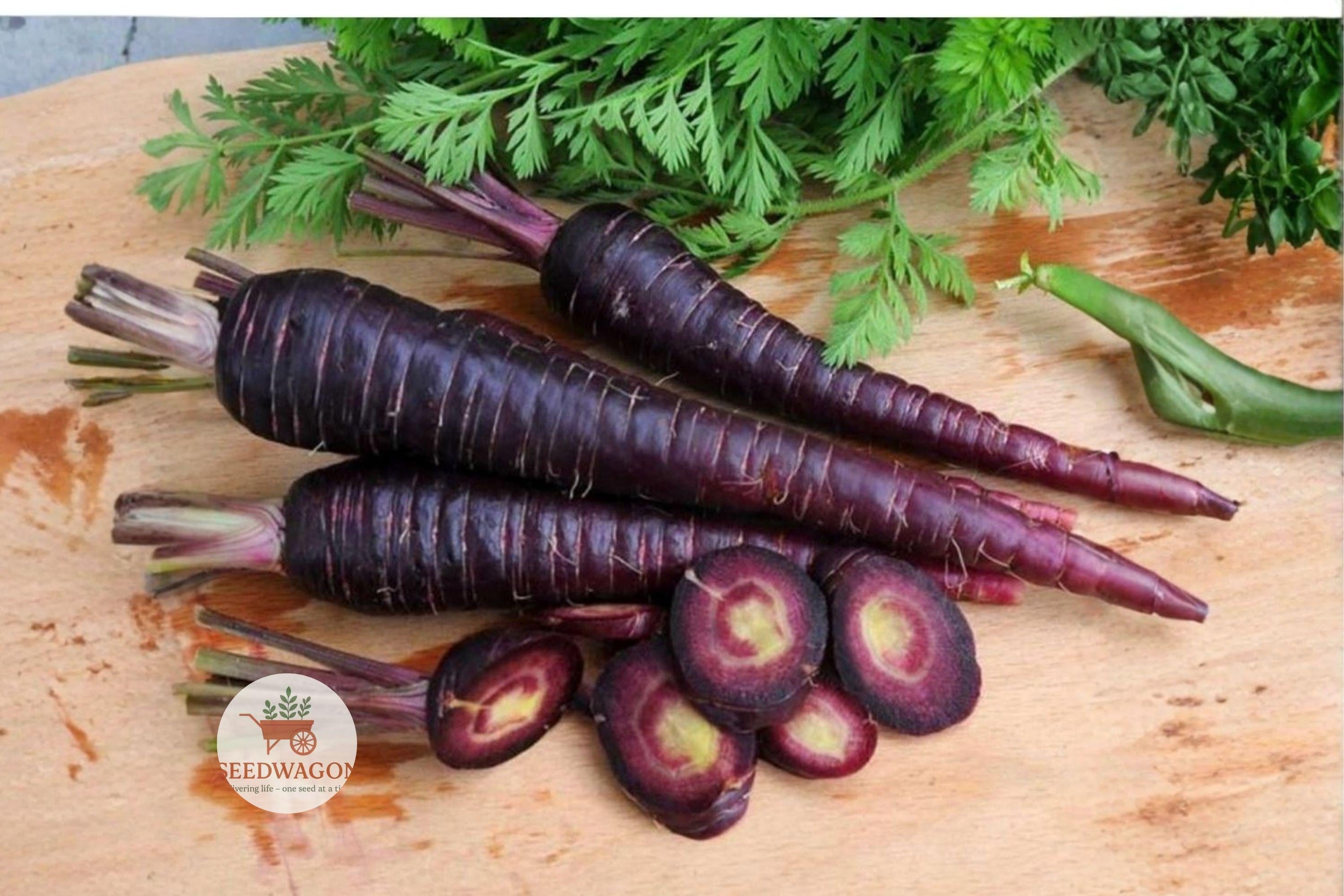 Purple Haze Carrot Seeds – Hybrid Non-GMO, Deep Purple Roots, Sweet Flavor, 100+ Seeds for Fresh Eating, Roasting & Juicing
