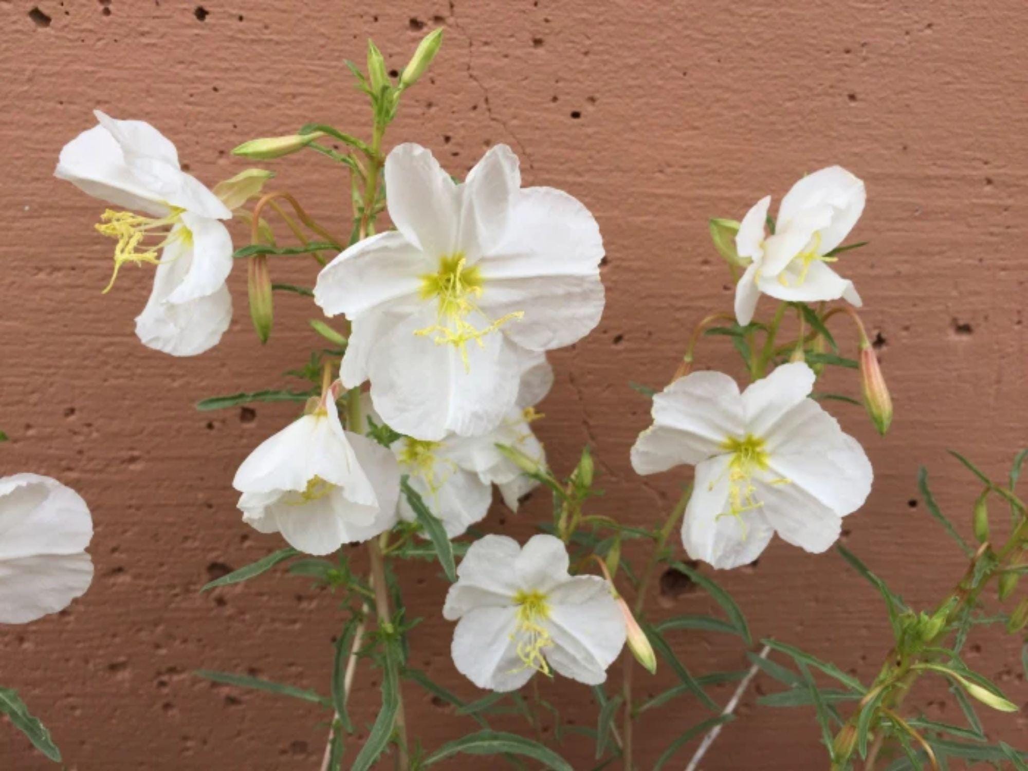 100 Pale Evening Primrose Seeds – Wildflower Seeds for Pollinator Gardens, Oenothera pallida, Cottage Garden, Meadow Planting