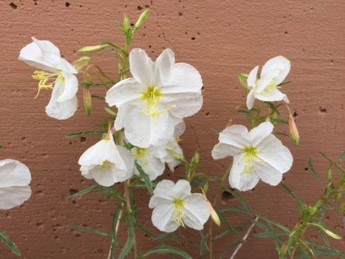 100 Pale Evening Primrose Seeds – Wildflower Seeds for Pollinator Gardens, Oenothera pallida, Cottage Garden, Meadow Planting