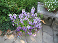 Chinese Houses Seeds – Collinsia heterophylla Wildflower for Pollinator Gardens, Cottage Garden, Natural Landscape, 100 Seeds