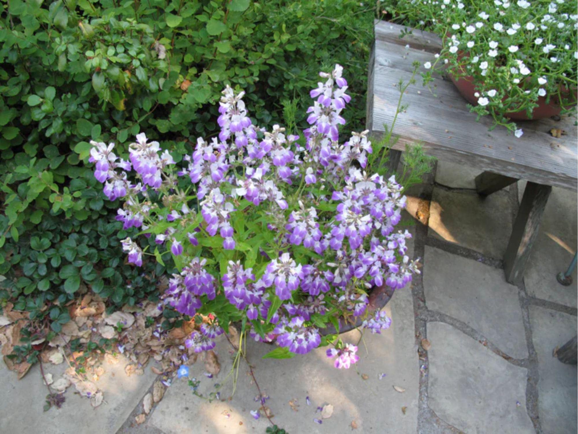 Chinese Houses Seeds – Collinsia heterophylla Wildflower for Pollinator Gardens, Cottage Garden, Natural Landscape, 100 Seeds