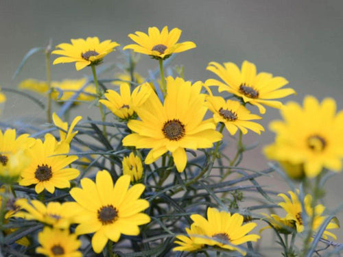 100 Swamp Sunflower Seeds – Helianthus angustifolius Wetland Wildflower Seeds for Rain Gardens & Moisture Gardens