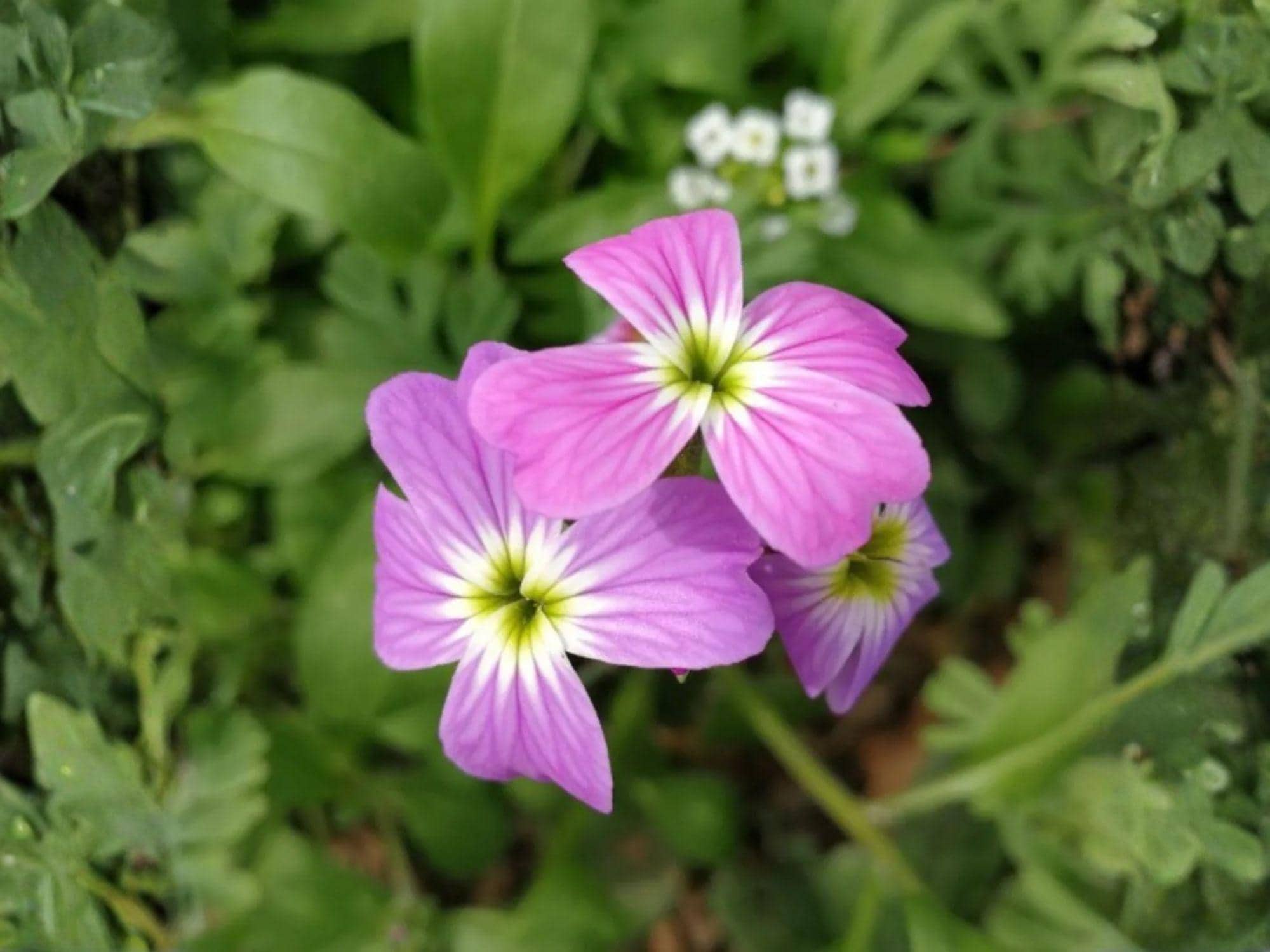 Virginia Stock Seeds – Malcolmia maritima Wildflower Seeds for Pollinator Gardens, Cottage Garden, Natural Landscape, 100 Seeds