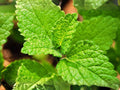 Lemon Balm Seeds, Melissa officinalis, Aromatic Garden Plant for Pollinator & Cottage Gardens, 100 Seeds