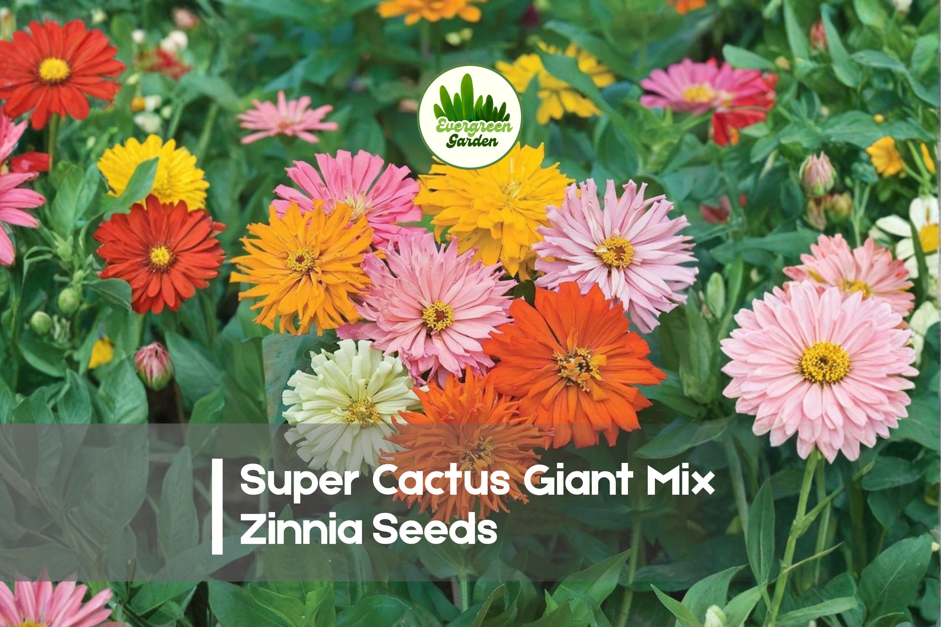 Super Cactus Giant Zinnia Seeds – 100+ Mix, Vibrant Colors, Long-Lasting Blooms, Attracts Pollinators, Zinnia elegans