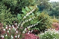 Great Solomon's Seal Seeds – Polygonatum biflorum – Perennial Woodland Wildflower for Shade Gardens and Native Landscapes