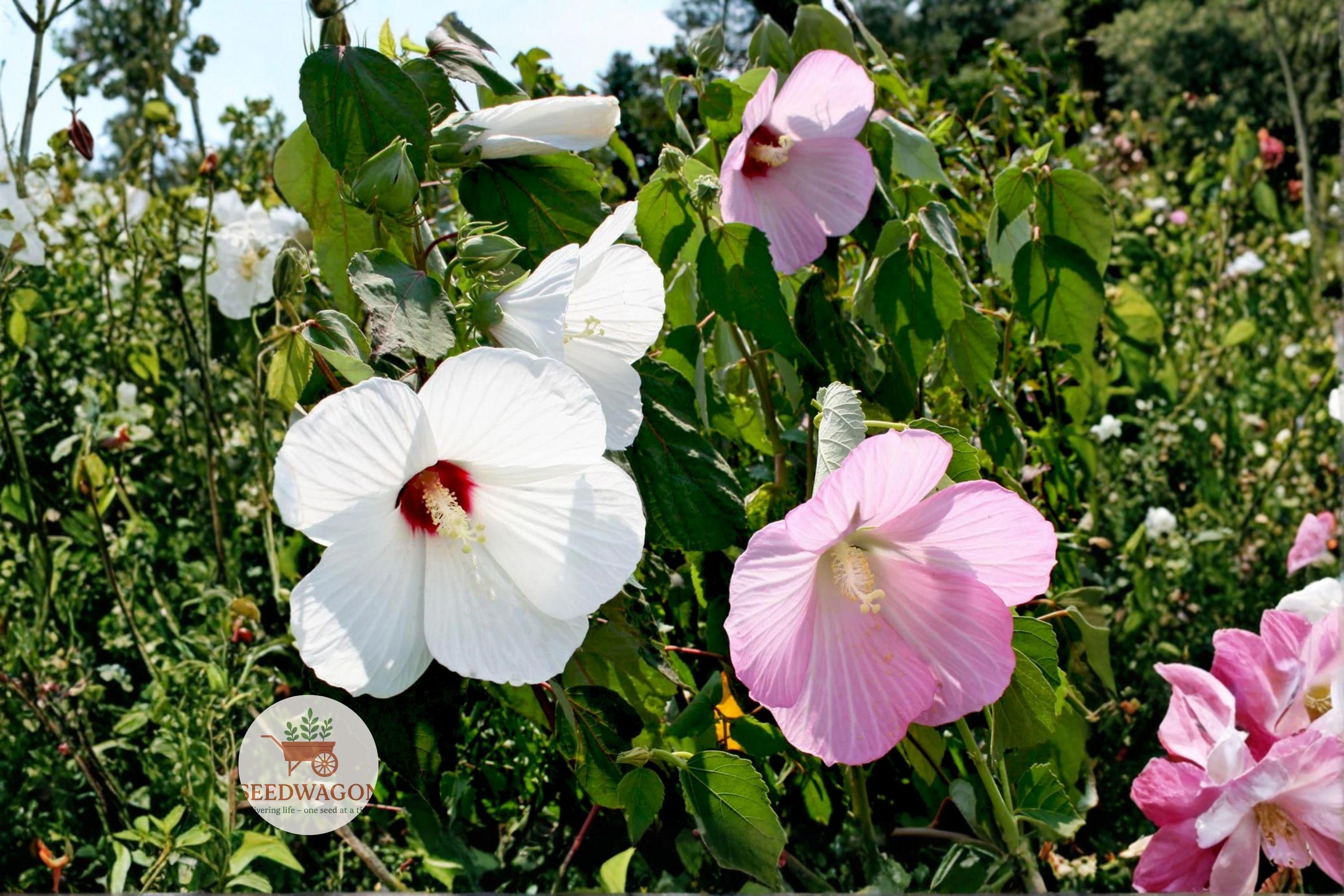 Swamp Rose Mallow Seeds | Hardy Hibiscus moscheutos | Giant Pollinator-Friendly Perennial for Wetlands & Gardens