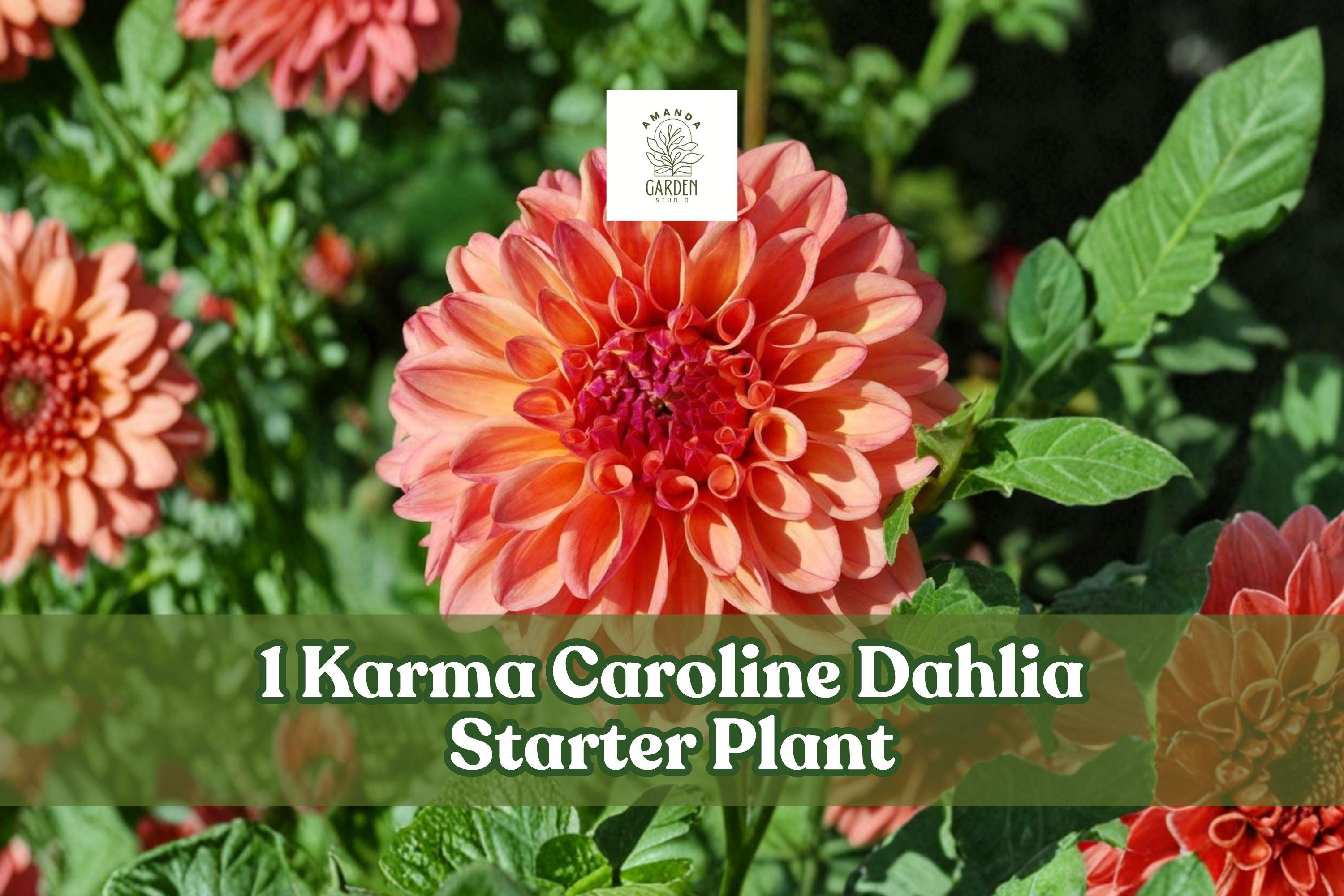 Dahlia Starter Plant - Karma Caroline - Vibrant Cut Flower, Live Rooted Plug, Garden & Container, Dahlia pinnata