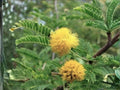 Acacia arabica Seeds – Heirloom Babul Tree, Thorn Acacia, Non-GMO Open-Pollinated Garden Tree Seeds