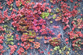 Boston Ivy Seeds 50 Pack – Parthenocissus tricuspidata Climbing Vine for Walls & Fences