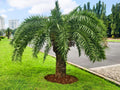 Pygmy Date Palm Seeds – Phoenix roebelenii, Heirloom Non-GMO Tropical Garden Planting, Ornamental Palm Seeds