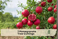 7 Pomegranate Tree Cuttings - Punica granatum Fruit Tree Propagation, Unrooted Shrubs for Edible Gardens & Landscapes