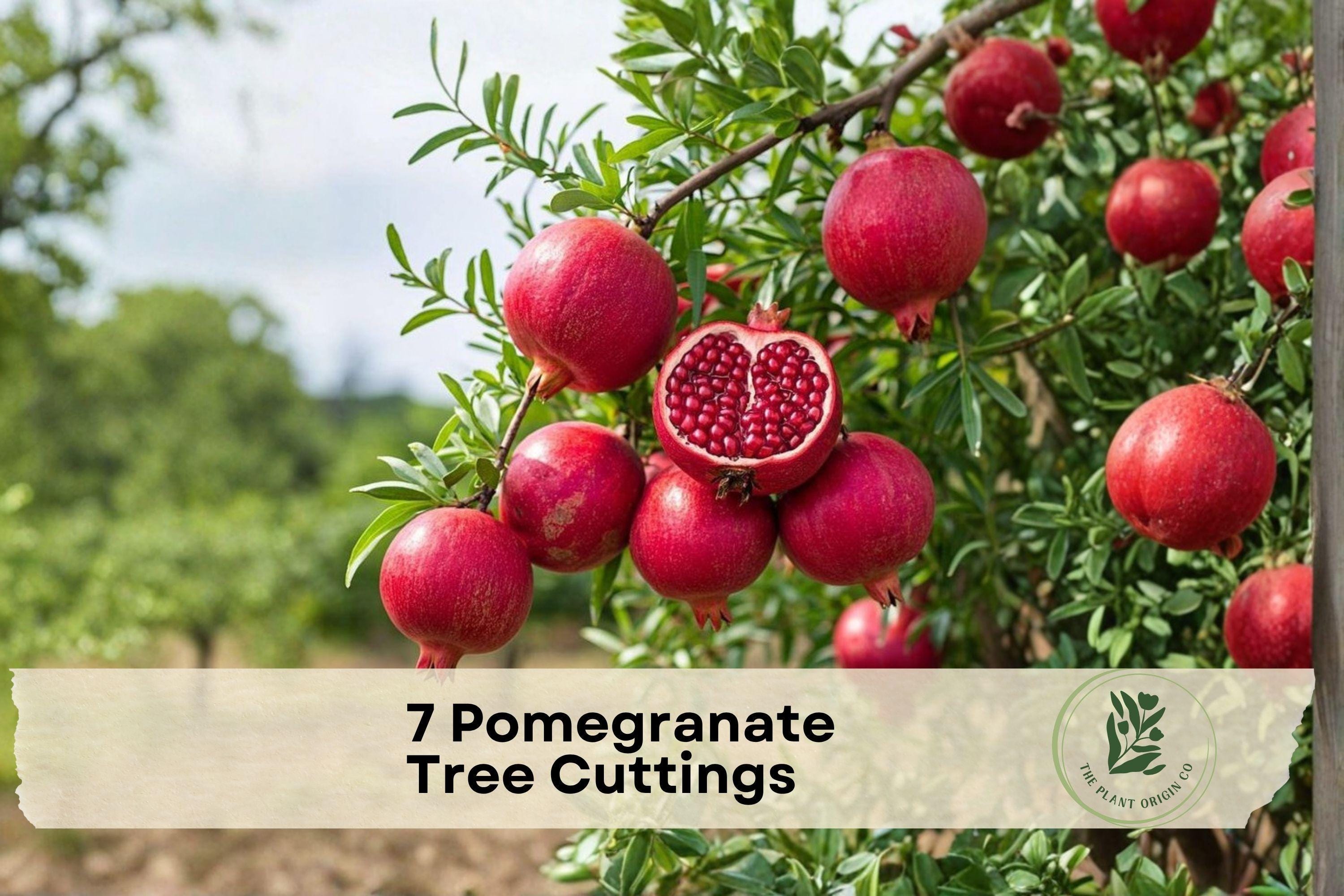 7 Pomegranate Tree Cuttings - Punica granatum Fruit Tree Propagation, Unrooted Shrubs for Edible Gardens & Landscapes