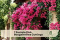 Fuchsia Pink Bougainvillea Cuttings – 7 Unrooted Climbing Vine for Garden, Trellis, Pergola, Landscape, Container Plant