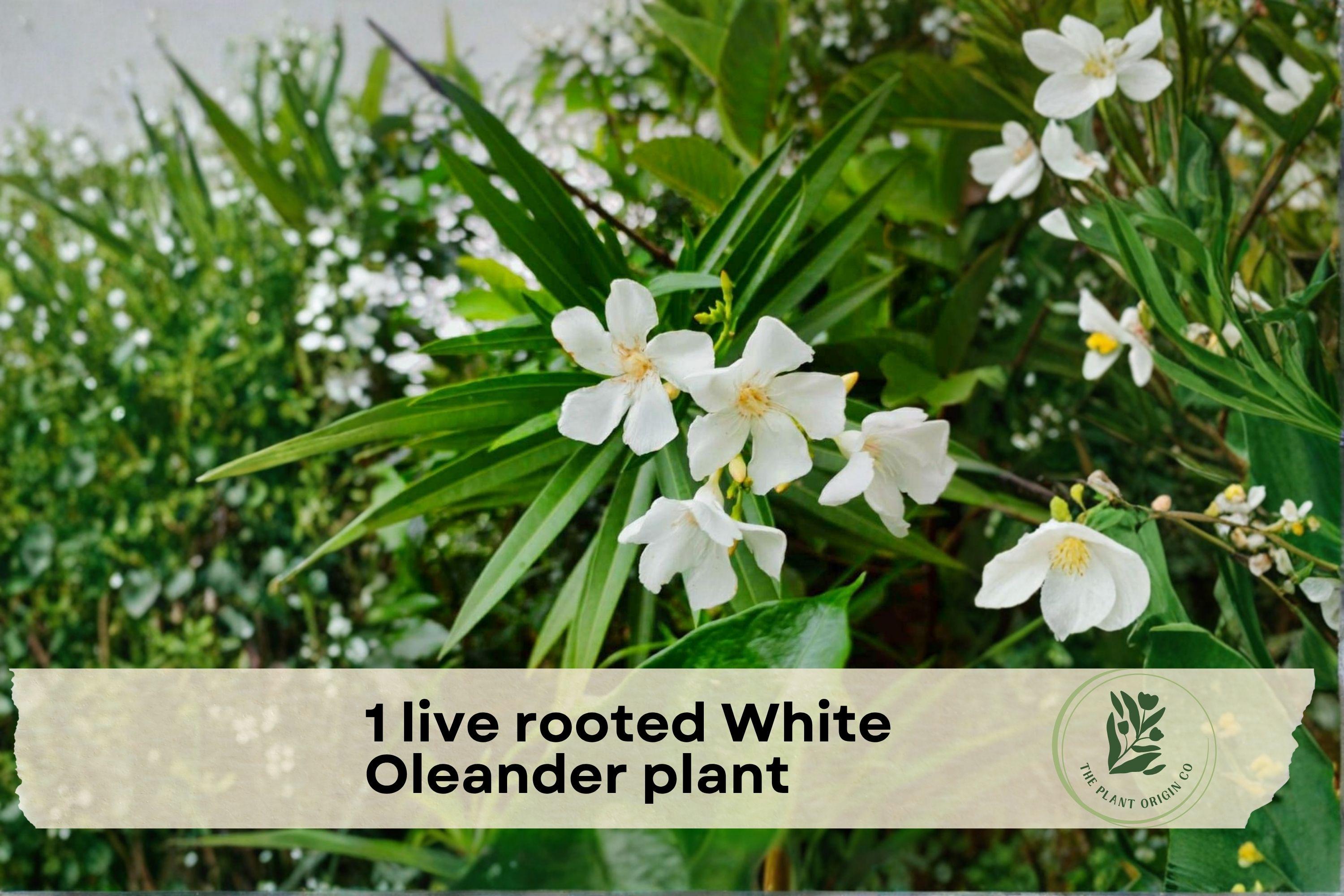 Live Rooted White Oleander Plant - Evergreen Shrub with White Flowers, Nerium oleander, 12 Inches Tall