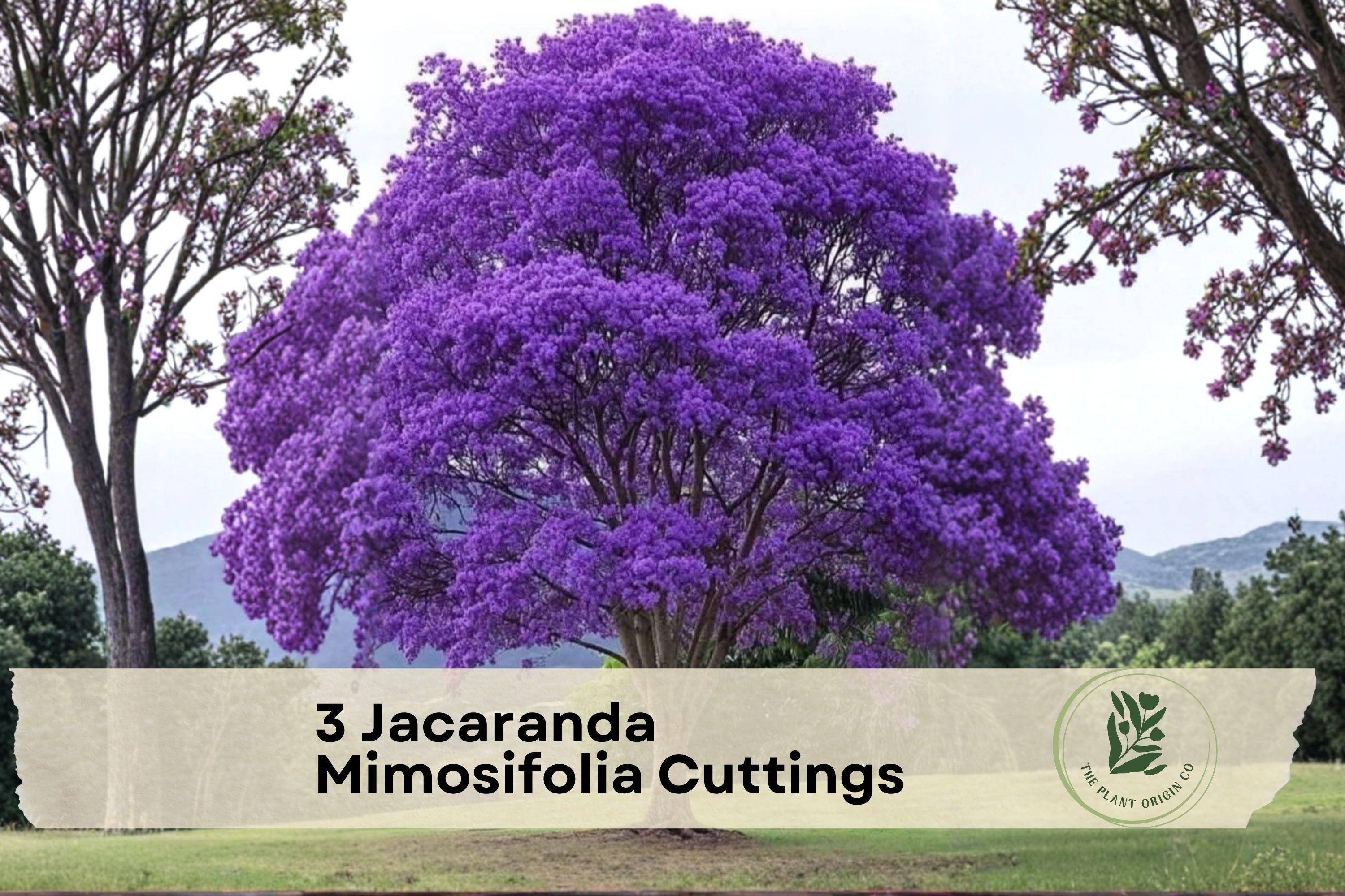 Jacaranda Mimosifolia Tree Cuttings – 3 Live Unrooted Purple Blue Flowering Ornamental Plants