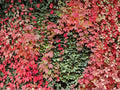 Virginia Creeper Seeds | Climbing Vine Parthenocissus Quinquefolia for Gardens & Landscapes
