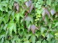 Boston Ivy Vine Seeds, Parthenocissus tricuspidata, Climbing Vine for Walls, Fences & Trellises, Fall Foliage, 10 Seeds