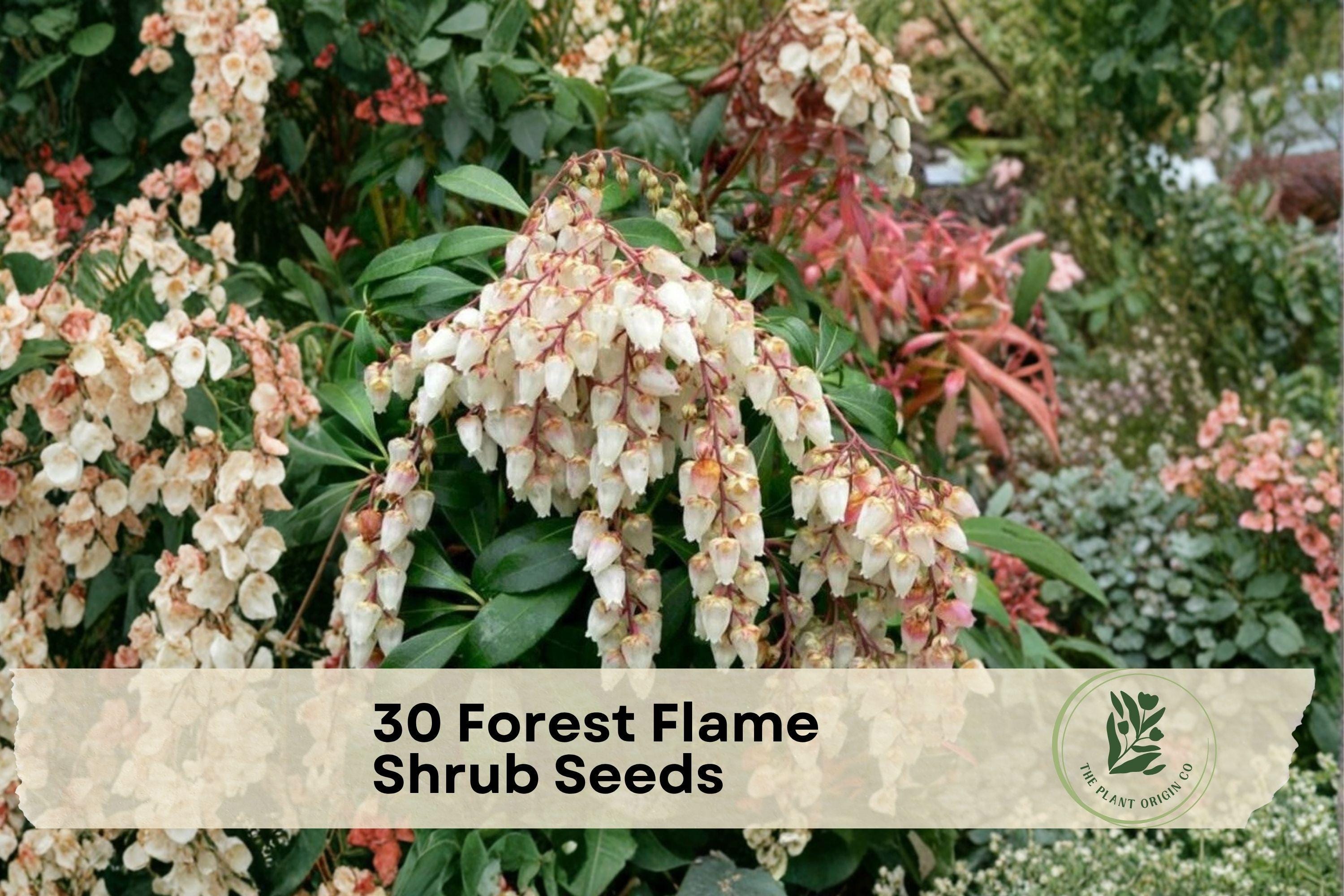 Forest Flame Shrub Seeds - Pieris japonica Evergreen Ornamental Shrub with Red New Growth & Spring Flowers, 30 Seeds