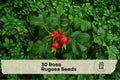30 Rosa Rugosa Seeds - Hardy Ornamental Shrub for Hedges, Borders & Coastal Gardens, Pink Flowers & Decorative Hips