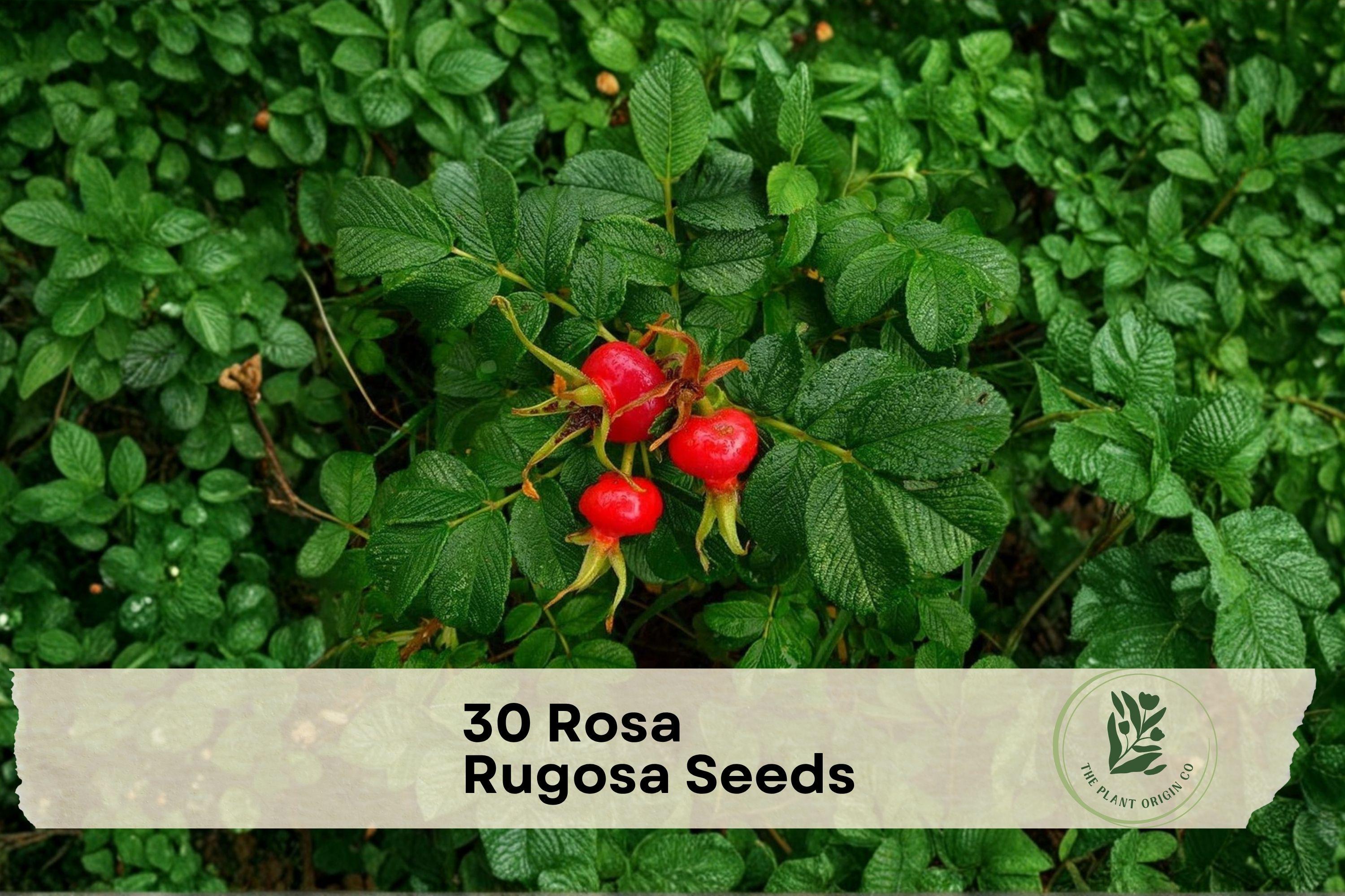 30 Rosa Rugosa Seeds - Hardy Ornamental Shrub for Hedges, Borders & Coastal Gardens, Pink Flowers & Decorative Hips