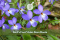 Bird's Foot Violet Bare Roots | Native Wildflower Viola pedata for Rock Gardens & Pollinator Gardens