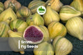 Smith Fig Seeds - Heirloom Ficus carica Fruit Tree for Gardens, Orchards & Containers, Purple-Brown Fruit, Ornamental Foliage