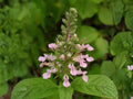 American Germander Seeds - Teucrium canadense Native Perennial Wildflower for Pollinator Gardens, Cottage & Rain Gardens