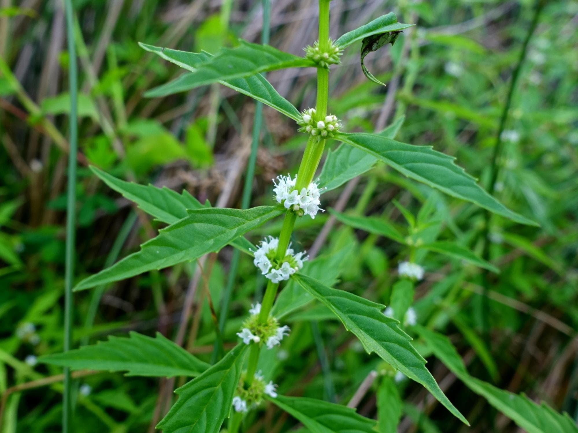 American Bugleweed Seeds - Native Wetland Perennial Lycopus americanus for Rain Gardens & Pollinators