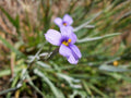 Western Blue Eyed Grass Seeds – Sisyrinchium bellum Ornamental Grass Seeds for Meadow Garden, Naturalistic Borders & Prairie-Inspired Landscapes