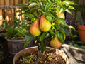 Pineapple Pear Grafted Bare Root Tree – Edible Landscape Fruit Tree – Pyrus communis