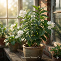 Maid of Orleans Jasmine Plant | Jasminum sambac Fragrant White Flowers | Live Tropical Vine or Shrub