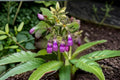 True Comfrey Seeds – Symphytum officinale Perennial Herb for Garden, Pollinator, Cottage & Herb Gardens