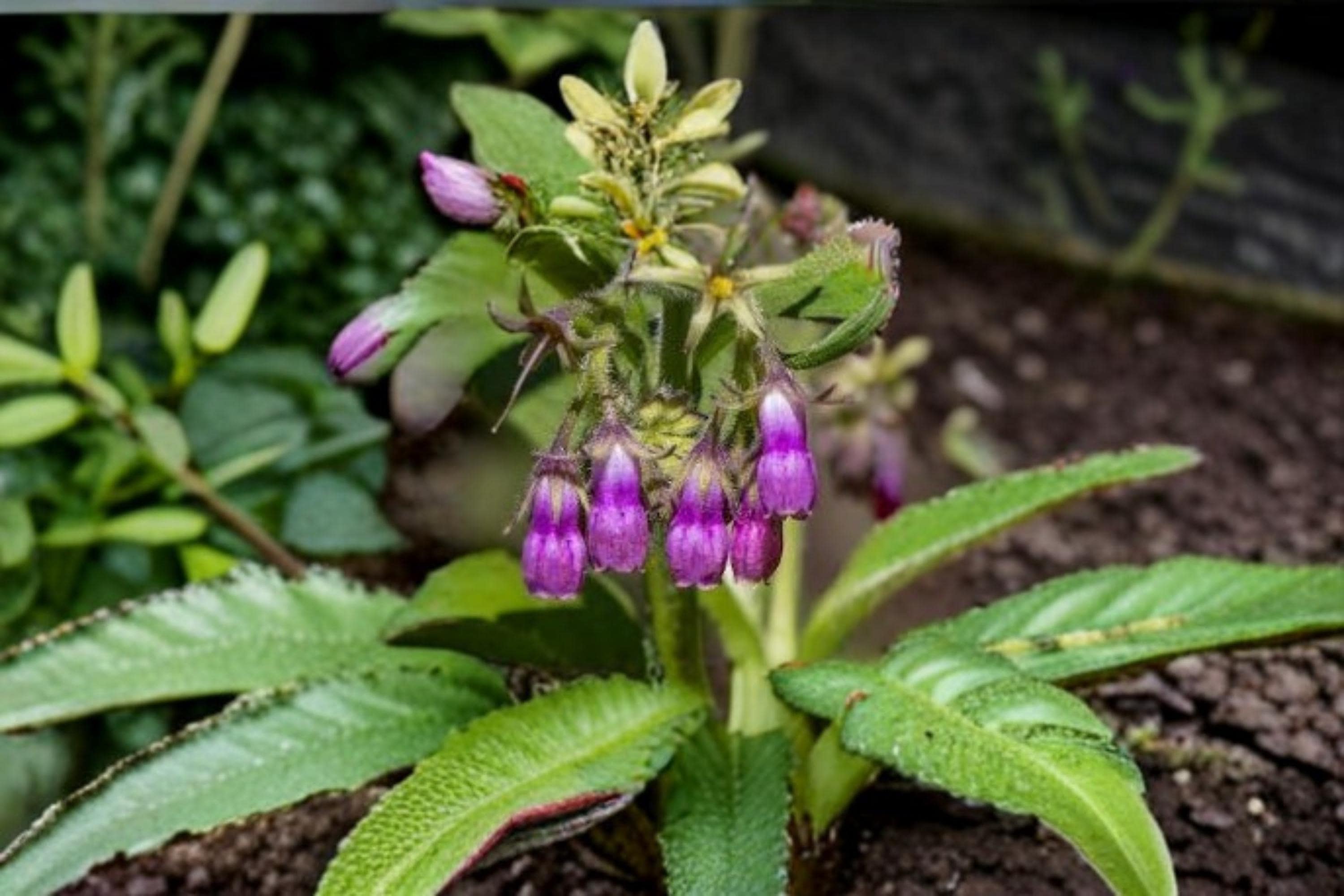 True Comfrey Seeds – Symphytum officinale Perennial Herb for Garden, Pollinator, Cottage & Herb Gardens