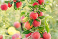 Apple Tree Seeds – Malus pumila, Deciduous Fruit Tree for Garden, Orchard, Edible Landscape, 30 Seeds