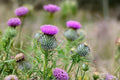 Swamp Thistle Seeds – Cirsium muticum – Native Wildflower for Pollinator Gardens, Meadow Plantings, Wetlands