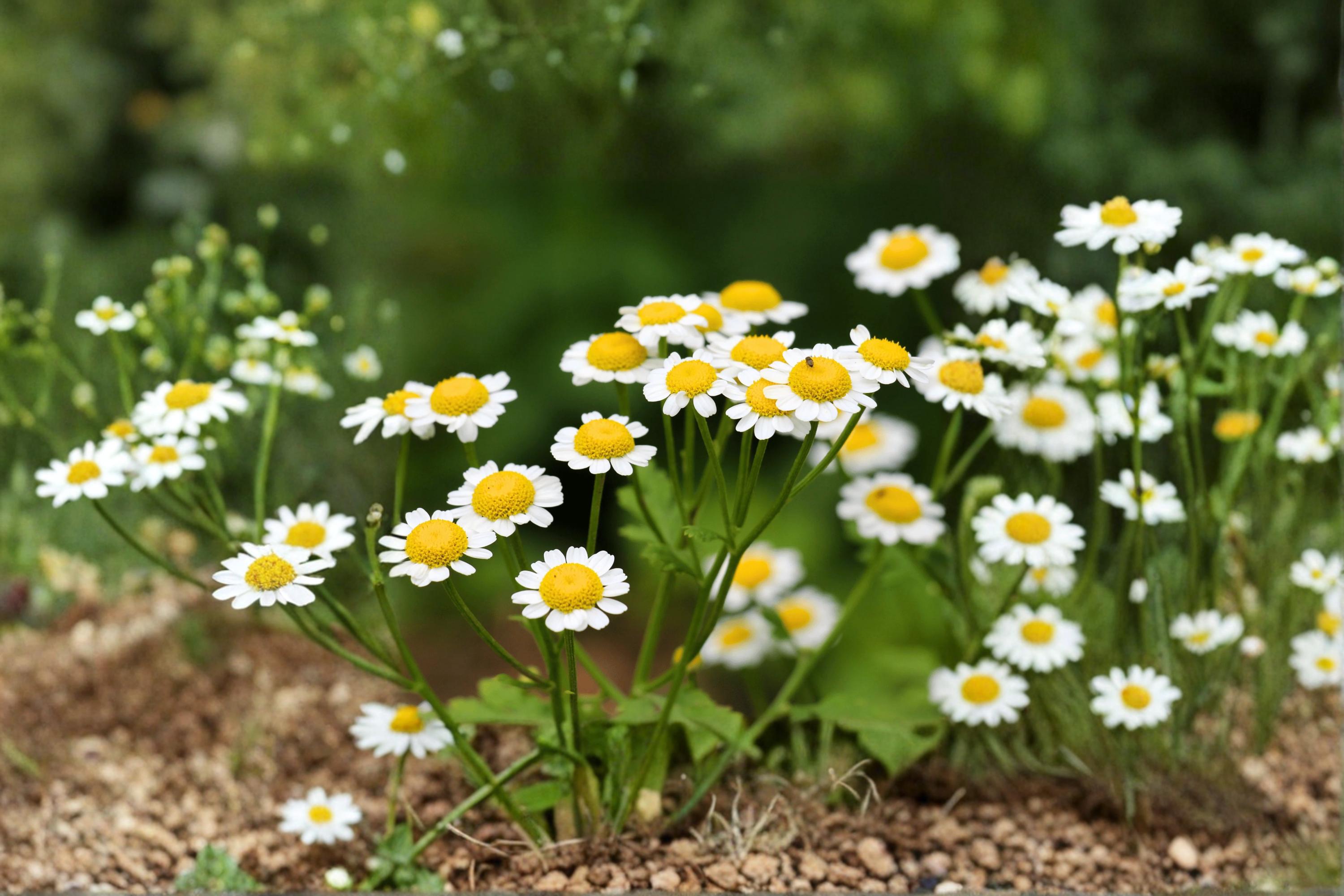 Feverfew Herb Seeds 100 Pack – Tanacetum parthenium, White Daisy-Like Flowers, Pollinator-Friendly, Easy to Grow