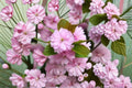 Japanese Cherry Blossom Seeds – Prunus serrulata – Ornamental Pink Flowering Tree for Gardens and Bonsai
