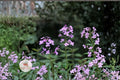 Dames Rocket Seeds - Hesperis matronalis - Night Scented Gilliflower Flower Seeds for Cottage Gardens & Pollinator Gardens