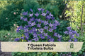 Queen Fabiola Triteleia Bulbs – Blue Star-Shaped Flowers, Pollinator-Friendly, Perennial, for Borders & Containers