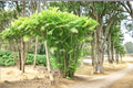 Bamboo Palm Seeds – Chamaedorea seifrizii Tropical Indoor & Outdoor Plant for Shade Gardens